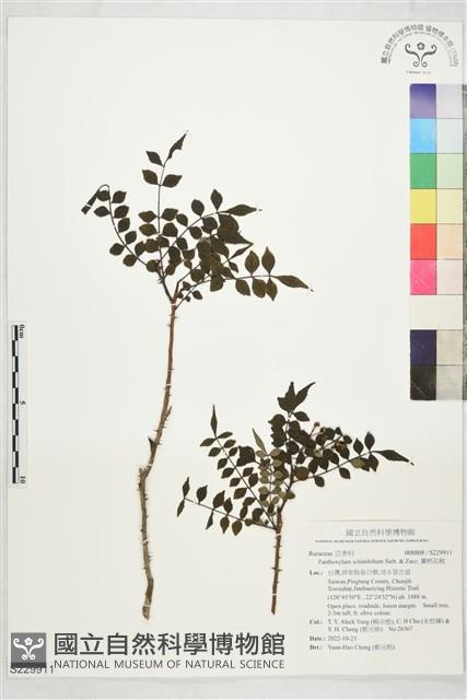 翼柄花椒藏品圖，第1張