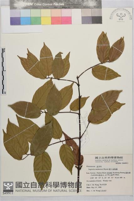 巒大雀梅藤藏品圖，第2張