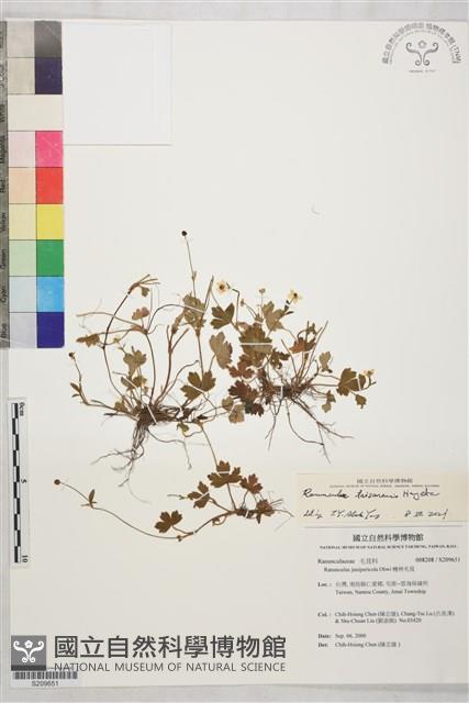 鹿場毛茛藏品圖，第1張