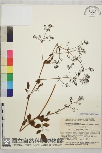 東亞唐松草藏品圖，第1張