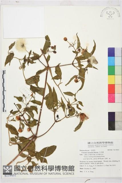 小木通藏品圖，第1張