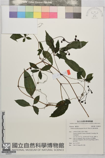 彭氏擬烏歛莓藏品圖，第1張