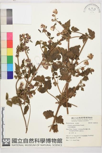 毛茛葉鐵線蓮藏品圖，第1張