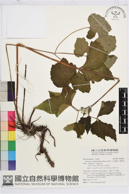 小白頭翁、野棉花藏品圖，第1張