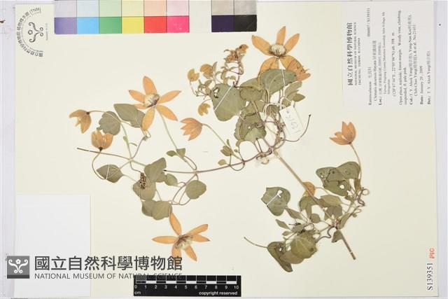 屏東鐵線蓮藏品圖，第1張