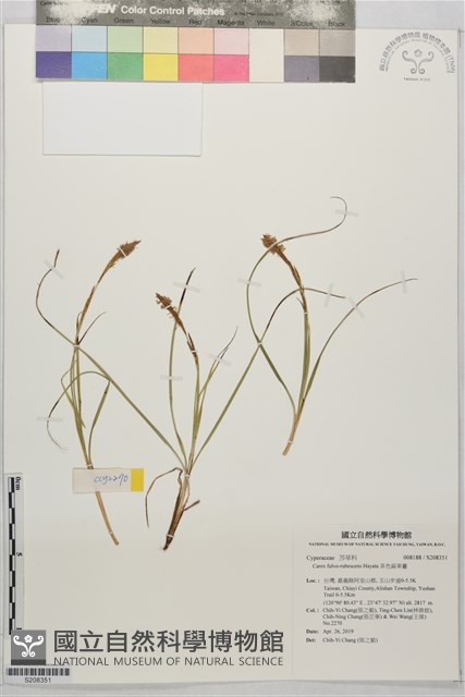 茶色扁果薹藏品圖，第1張