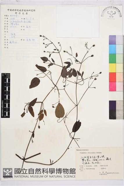 威靈仙藏品圖，第1張