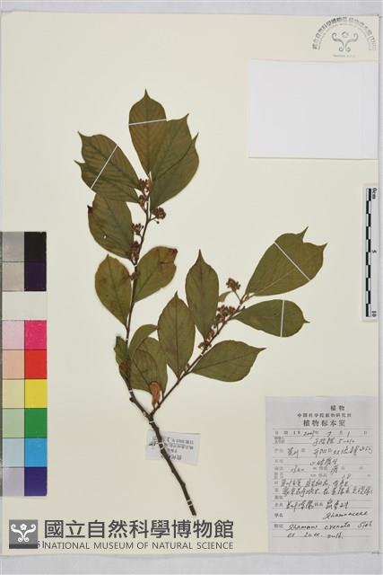 鈍齒鼠李藏品圖，第1張