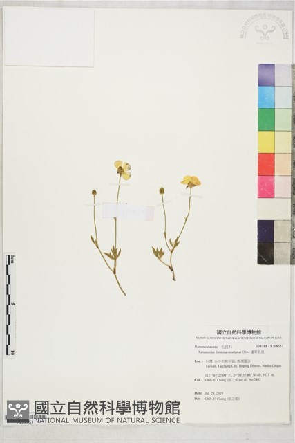 蓬萊毛茛藏品圖，第1張