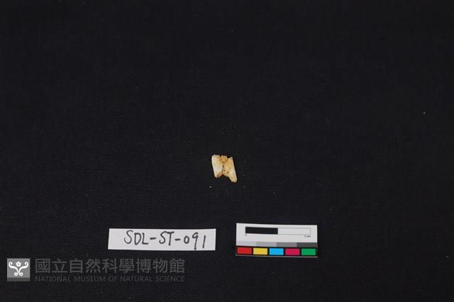 玉飾藏品圖，第1張