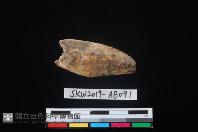 獸骨藏品圖，第1張