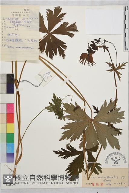 長瓣金蓮花藏品圖，第1張