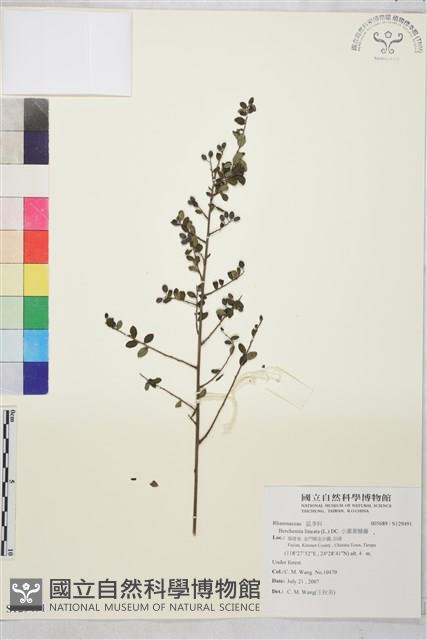 小葉黃鱔藤藏品圖，第1張