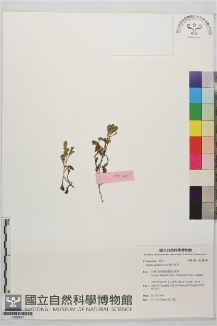 鵝不食草藏品圖，第1張