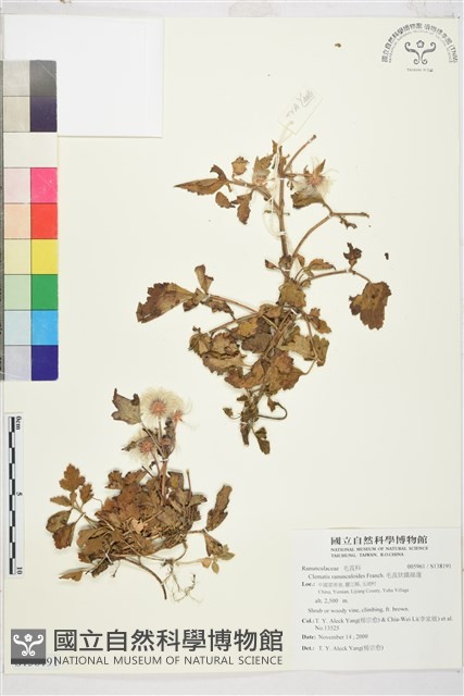 毛茛葉鐵線蓮藏品圖，第1張