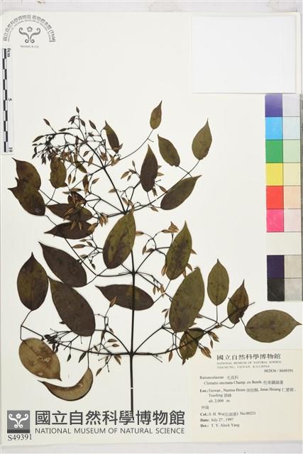 柱果鐵線蓮藏品圖，第2張