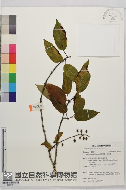 臺灣稠李、塔山櫻藏品圖，第1張