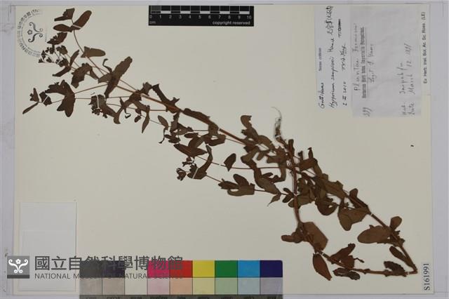 元寶草、大還魂藏品圖，第1張