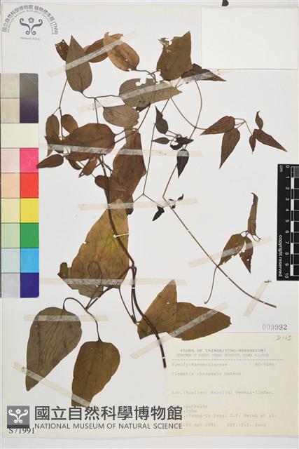 威靈仙藏品圖，第1張