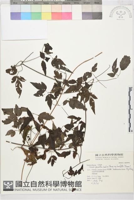 巴氏鐵線蓮藏品圖，第2張