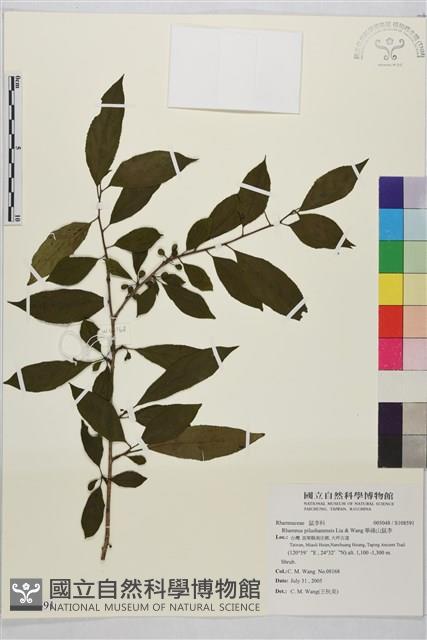 畢祿山鼠李藏品圖，第1張