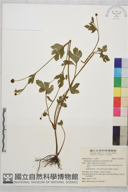 鉤柱毛茛藏品圖，第1張