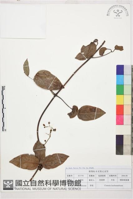 銹毛鐵線蓮藏品圖，第1張