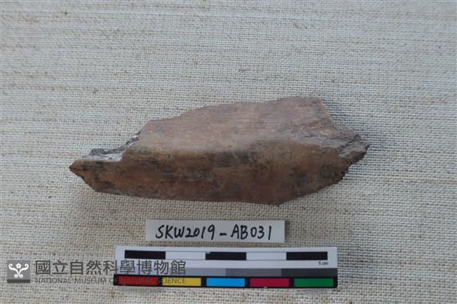 獸骨藏品圖，第1張