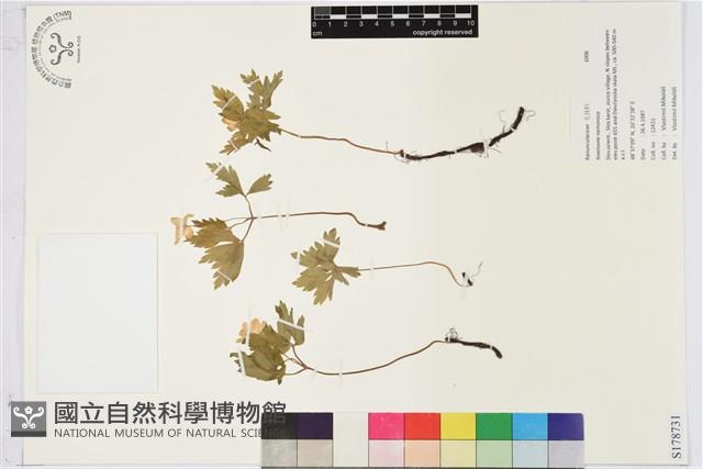 木質銀蓮花、蔭蔽銀蓮花藏品圖，第1張