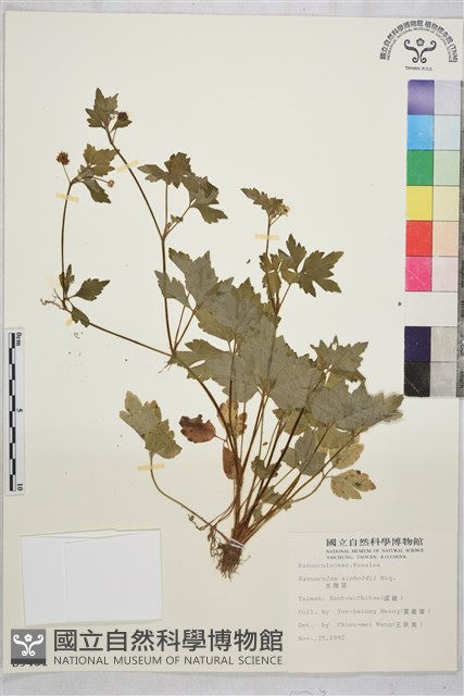 辣子草、揚子毛茛藏品圖，第1張