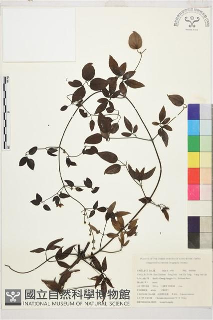 陜西鐵線蓮藏品圖，第1張