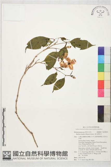 深山野牡丹藏品圖，第1張