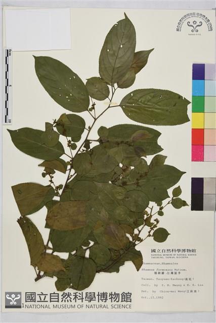 桶鉤藤藏品圖，第1張