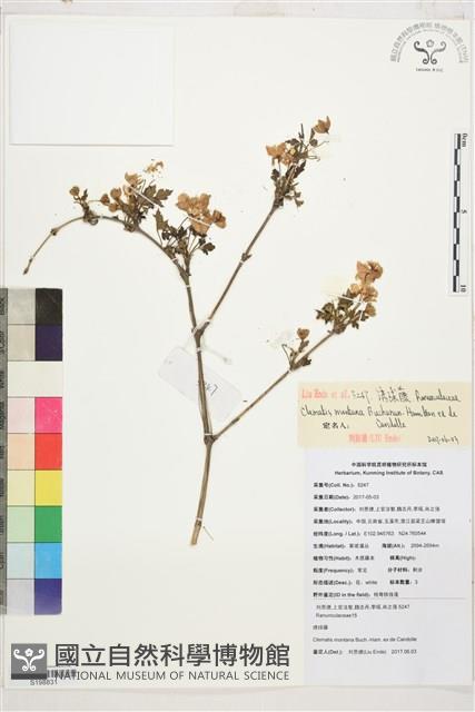 繡球藤藏品圖，第1張