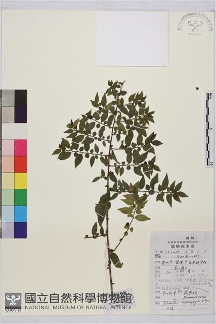 異葉鼠李藏品圖，第1張