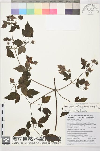 巴氏鐵線蓮藏品圖，第1張