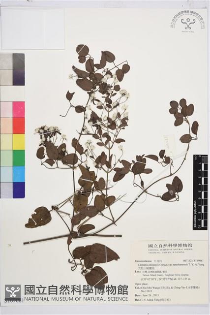 大肚山威靈仙藏品圖，第1張