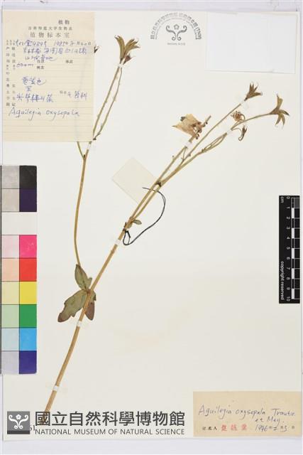 尖萼耬斗菜藏品圖，第1張