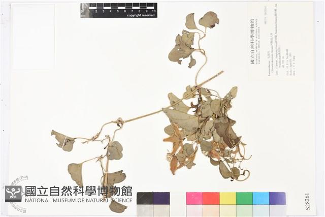 屏東鐵線蓮藏品圖，第2張