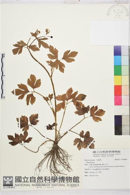 水辣菜、禺毛茛藏品圖，第1張