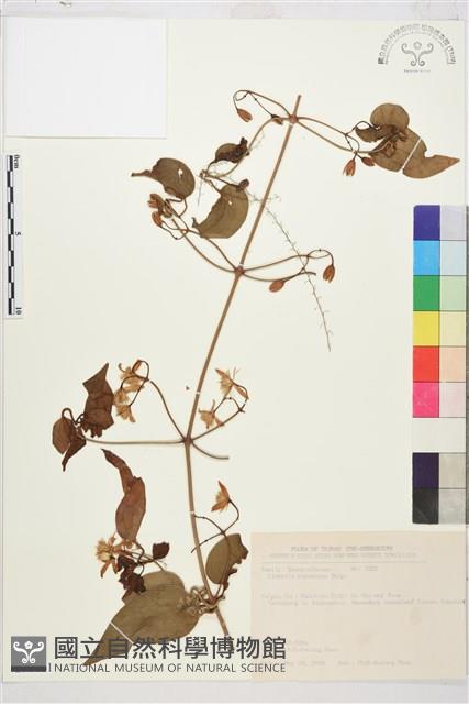 麥氏鐵線蓮藏品圖，第2張