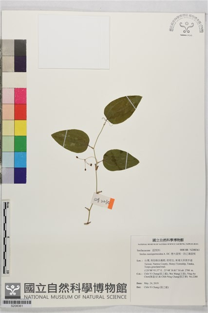 巒大菝契、防己葉菝契藏品圖，第1張