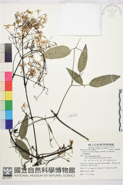 柱果鐵線蓮藏品圖，第2張