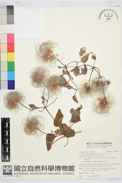 屏東鐵線蓮藏品圖，第1張