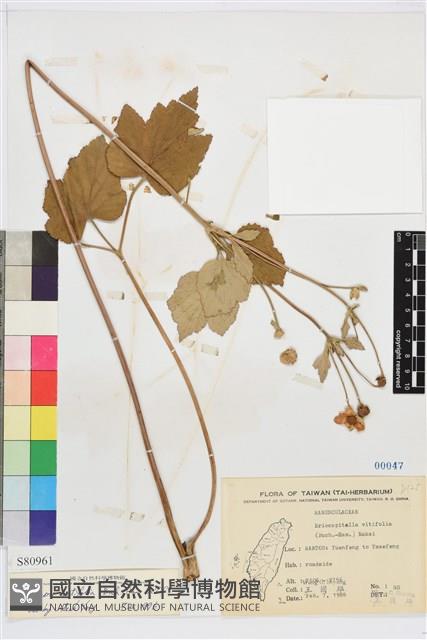 小白頭翁、野棉花藏品圖，第1張