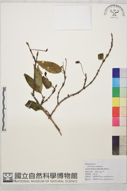 雲南勾兒茶藏品圖，第1張
