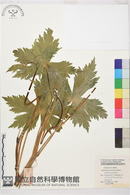 川西翠雀花藏品圖，第1張