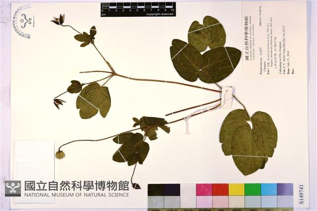 登錄號:S149741藏品圖，第1張