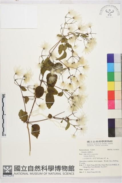 葡萄葉鐵線蓮藏品圖，第1張