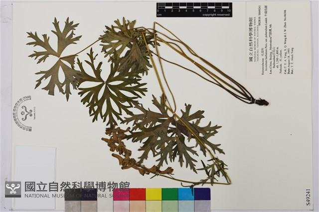 牛扁烏頭藏品圖，第1張